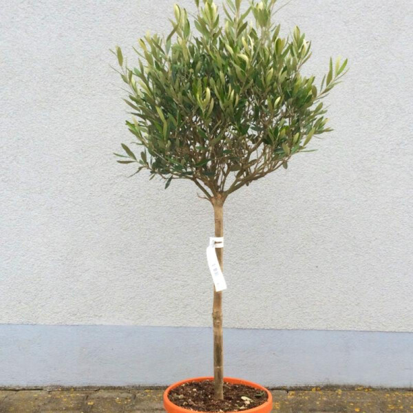 Olea Europaea - Olivenbaum