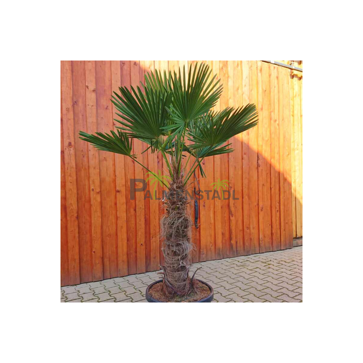 Trachycarpus wagnerianus - Wagner´ box