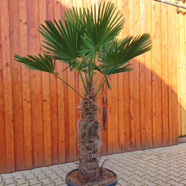 Wagners Hanfpalme 70-80 cm Stamm