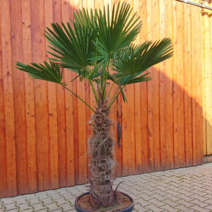 Wagners Hanfpalme 70-80 cm Stamm