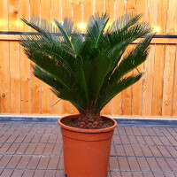 Cycas Revoluta - Japanischer Sagopalmfarn 10 - 20 cm