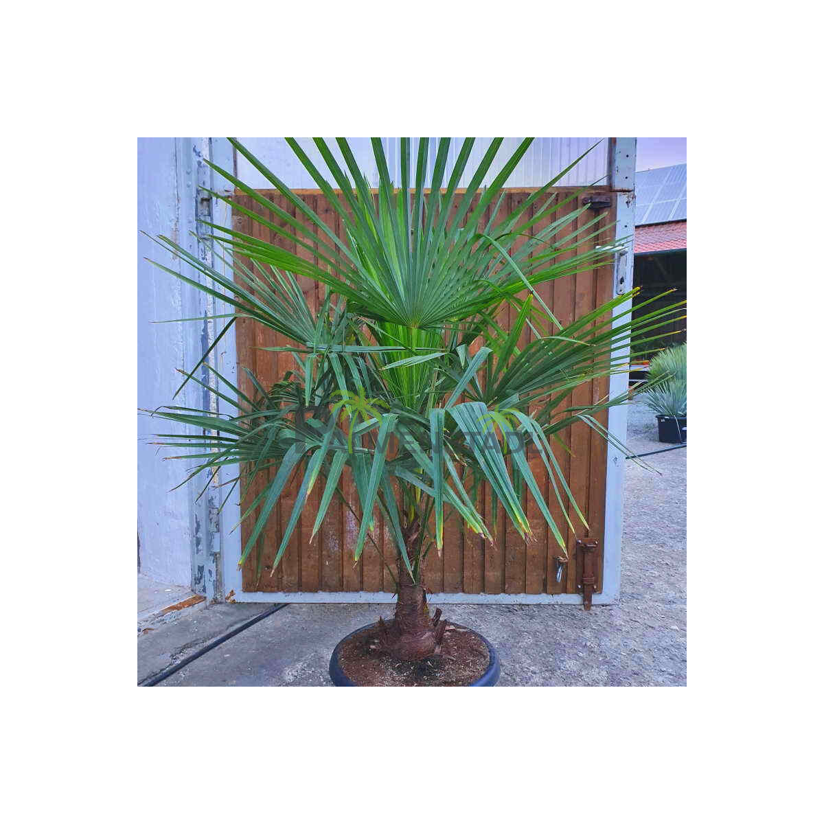Trachycarpus fortunei - Chinesische Hanfpalme 20 - 30 cm