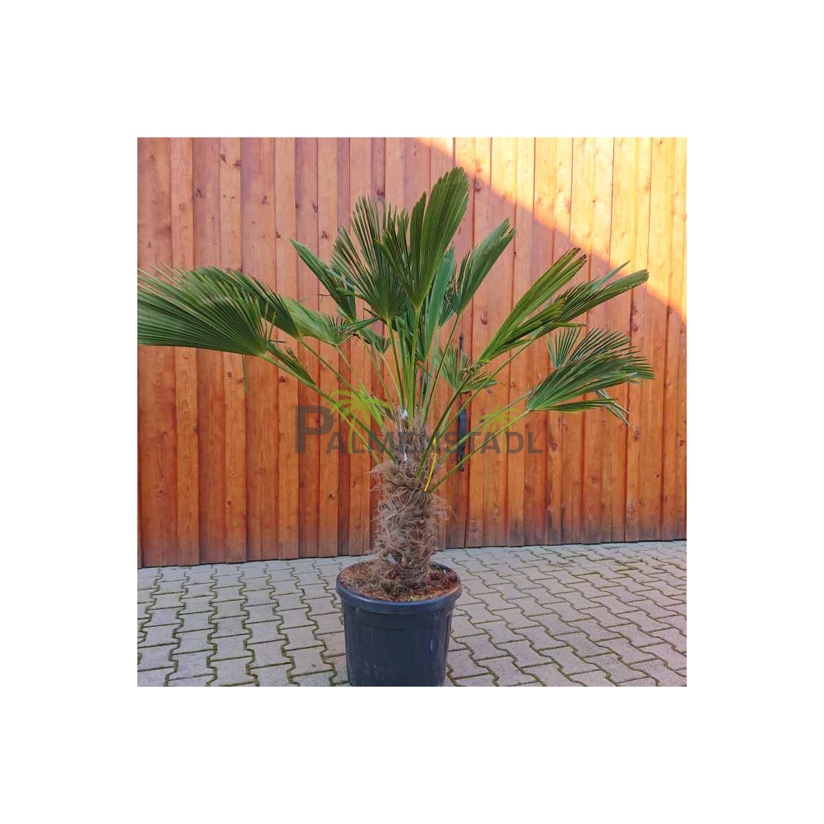 Trachycarpus wagnerianus - Wagner´ box