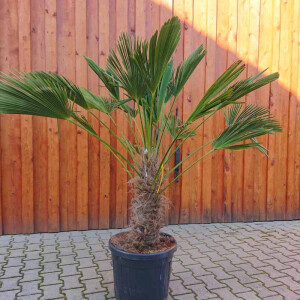 Wagners Hanfpalme 50-60 cm Stamm