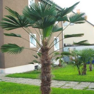 Trachycarpus wagnerianus - Wagner´s Hanfpalme 50 - 60 cm