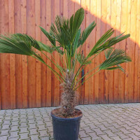 Wagners Hanfpalme 50-60 cm Stamm