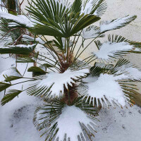 Wagners Hanfpalme 50-60 cm Stamm
