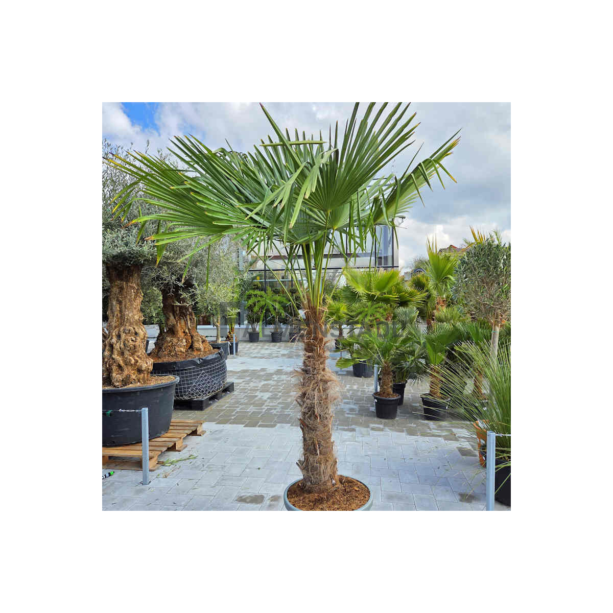 Trachycarpus fortunei - Chinesische Hanfpalme 80 - 90 cm