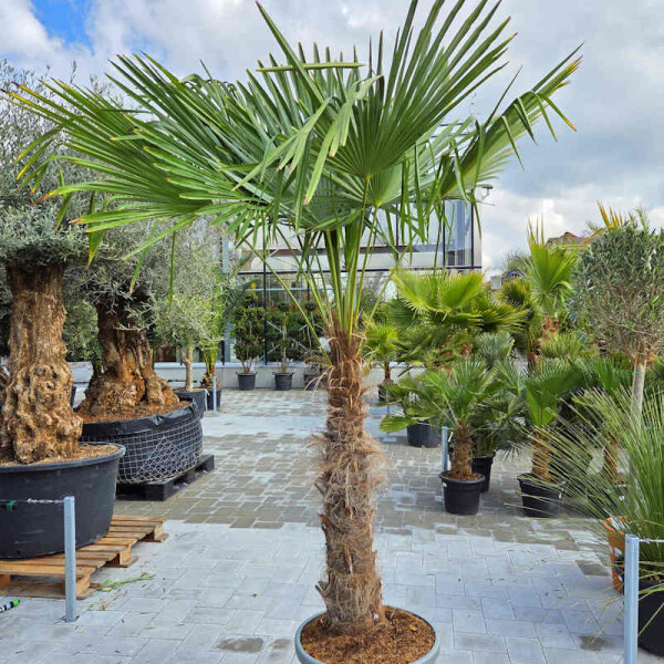 Trachycarpus fortunei - Chinesische Hanfpalme 80 - 90 cm