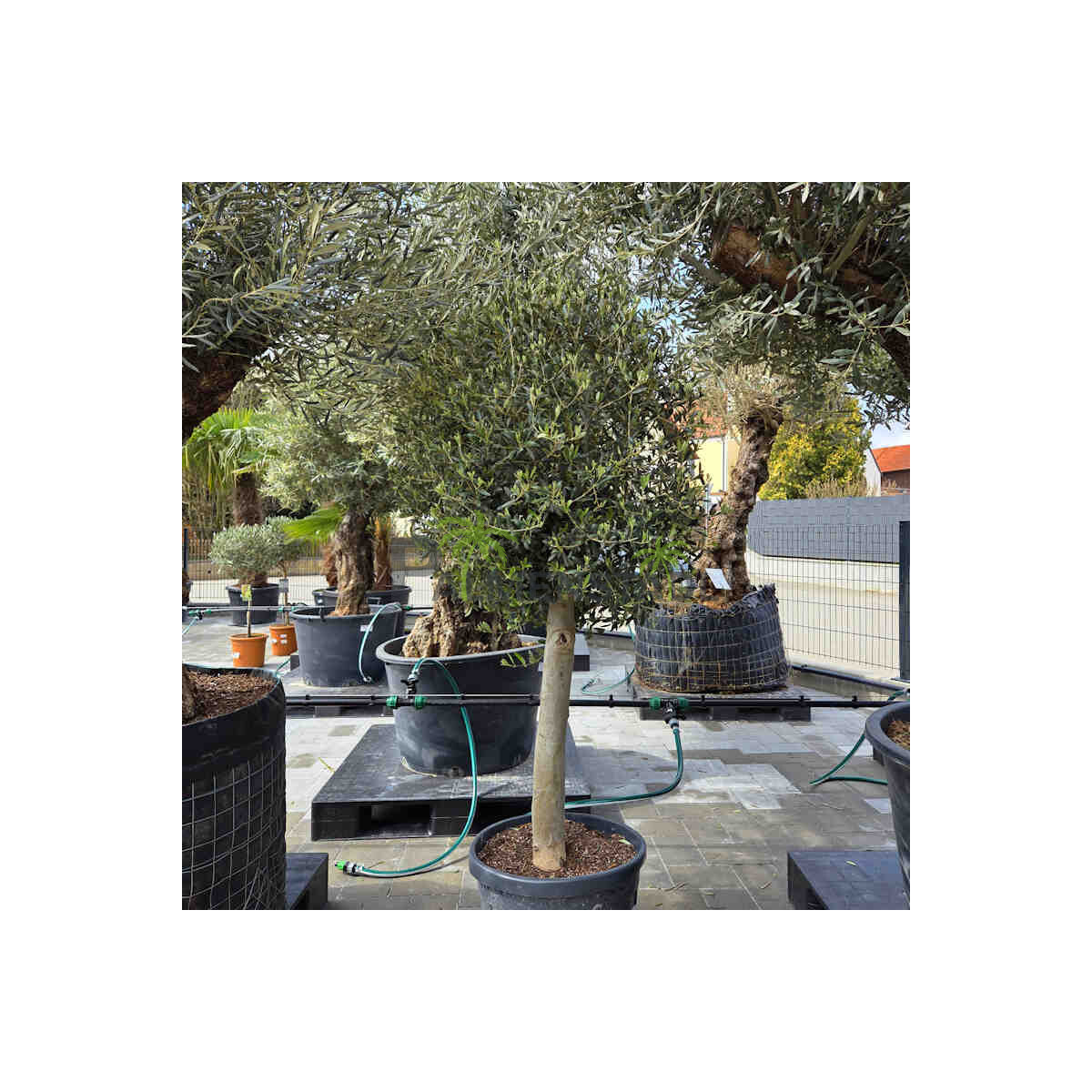Olea Europaea - Olivenbaum