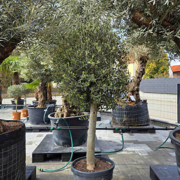 Olea Europaea - Olivenbaum