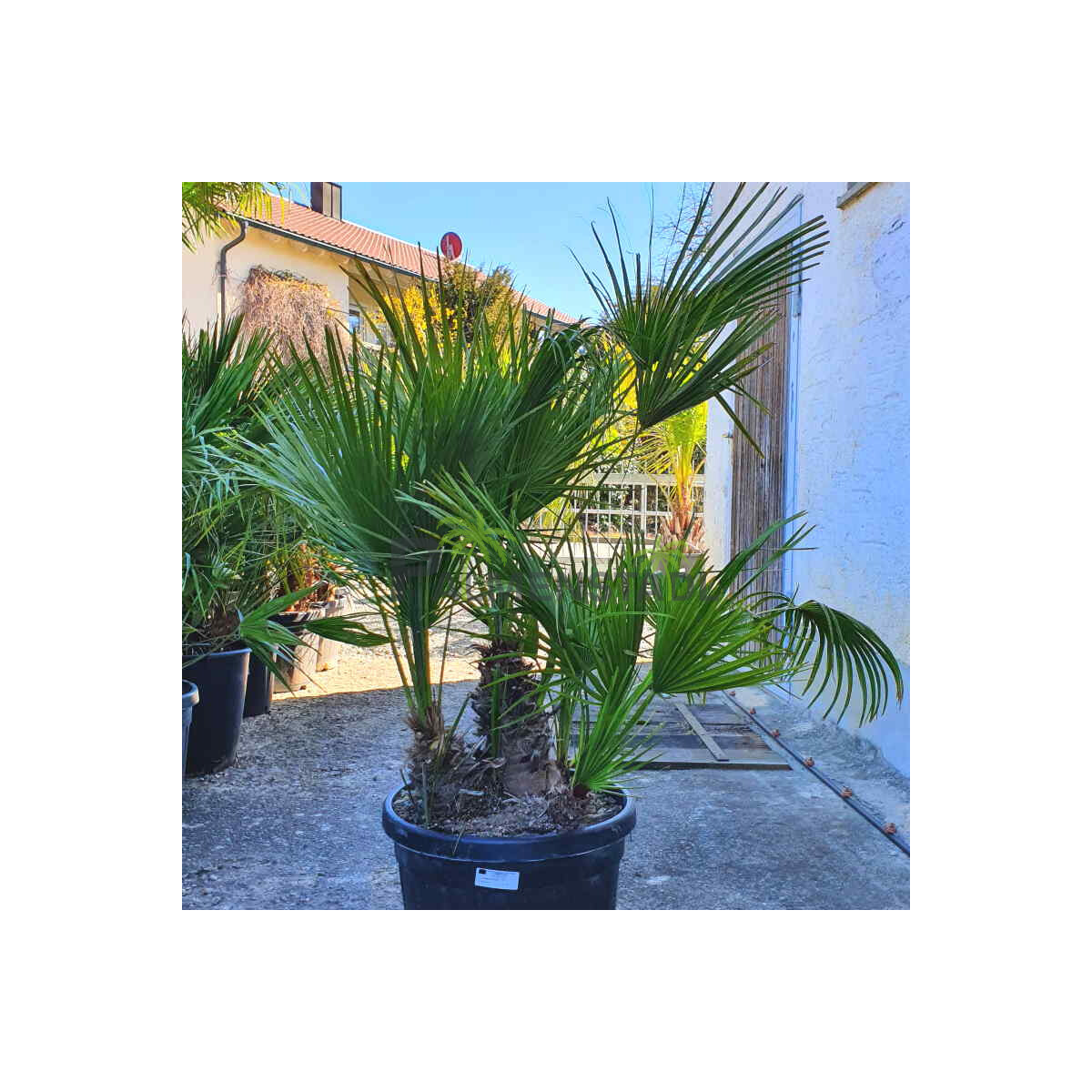 Chamaerops humilis - Zwergpalme 100 - 120 cm