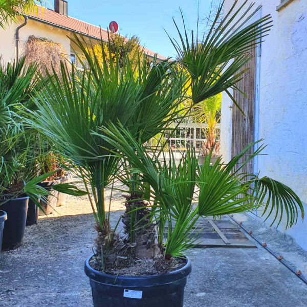 Chamaerops humilis - Zwergpalme 100 - 120 cm