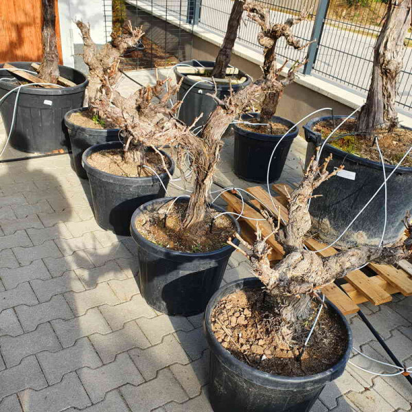 Weinrebe solit&auml;r 60 - 80 cm