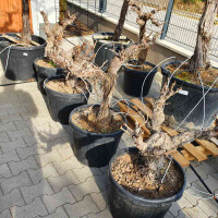 Weinrebe solit&auml;r 60 - 80 cm