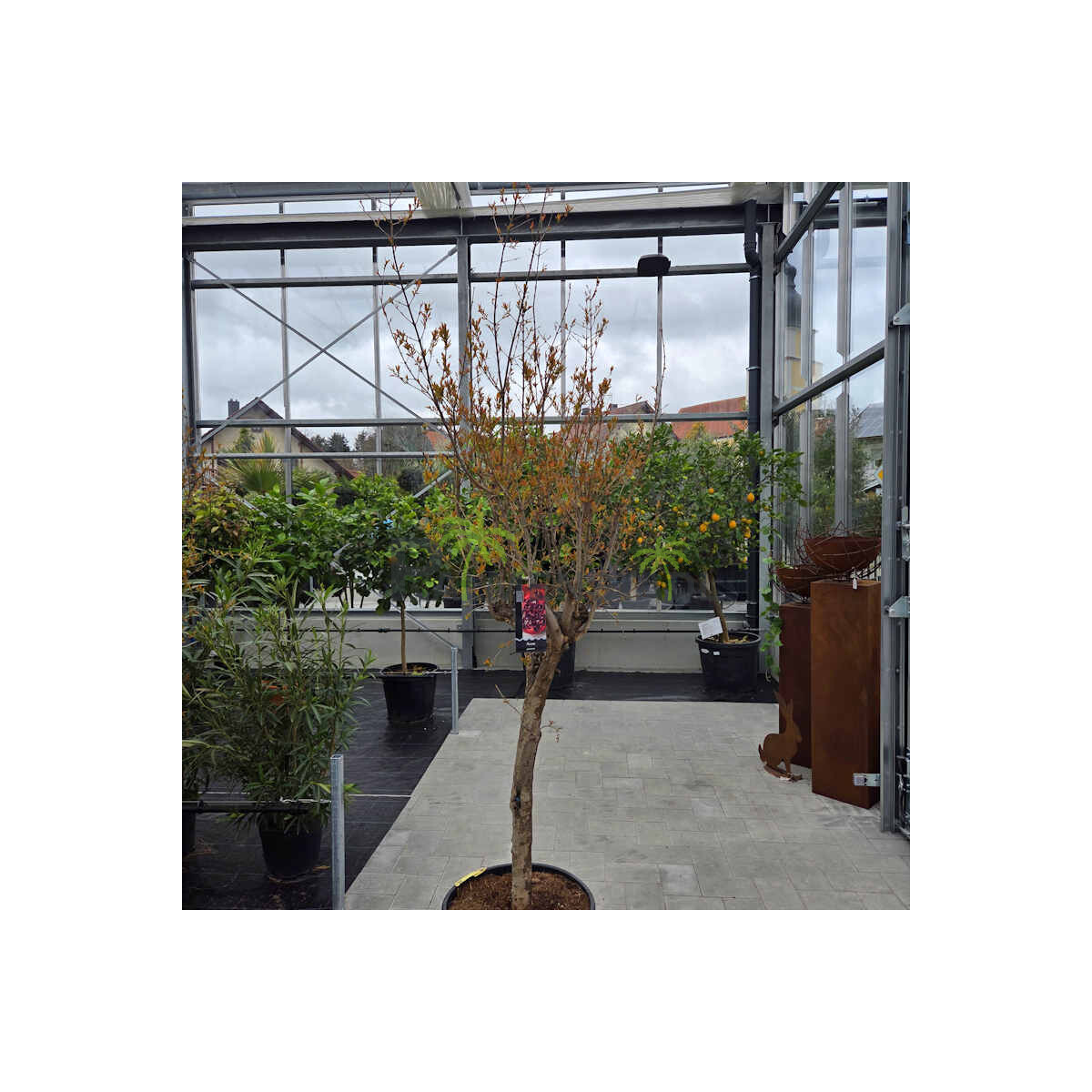 Punica granatum - Granatapfelbaum