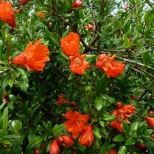 Punica granatum - Granatapfelbaum