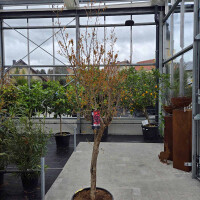 Punica granatum - Granatapfelbaum