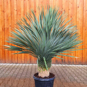 Yucca Rostrata - Blaublättrige Palmlilie 40 - 50 cm