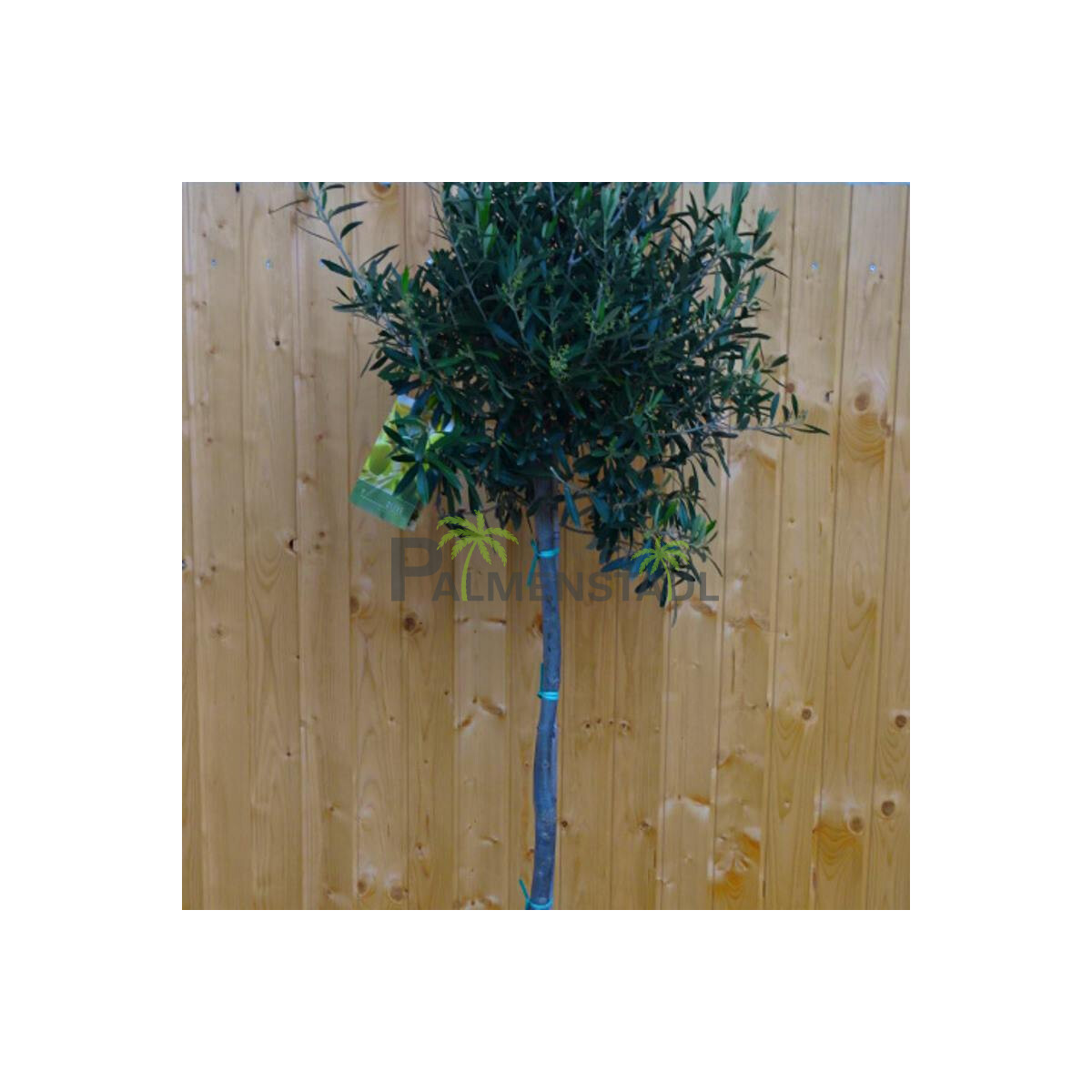 Olea Europaea - Olivenbaum