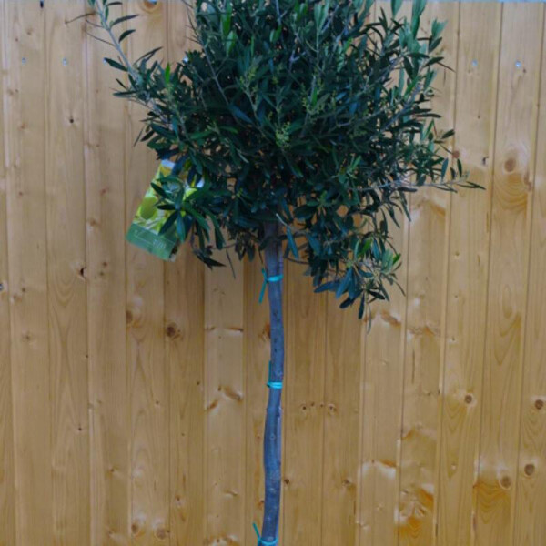 Olea Europaea - Olivenbaum