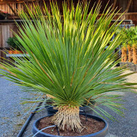 Yucca Rostrata - Blaublättrige Palmlilie 10 - 20 cm