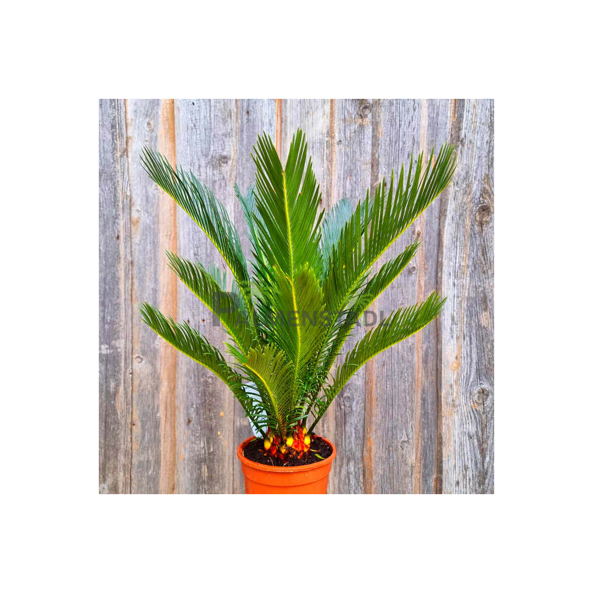 Cycas Revoluta - Japanischer Sagopalmfarn 00 - 05 cm