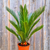 Cycas Revoluta - Japanischer Sagopalmfarn 00 - 05 cm