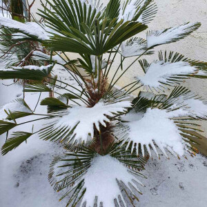 Wagners Hanfpalme 80-90 cm Stamm