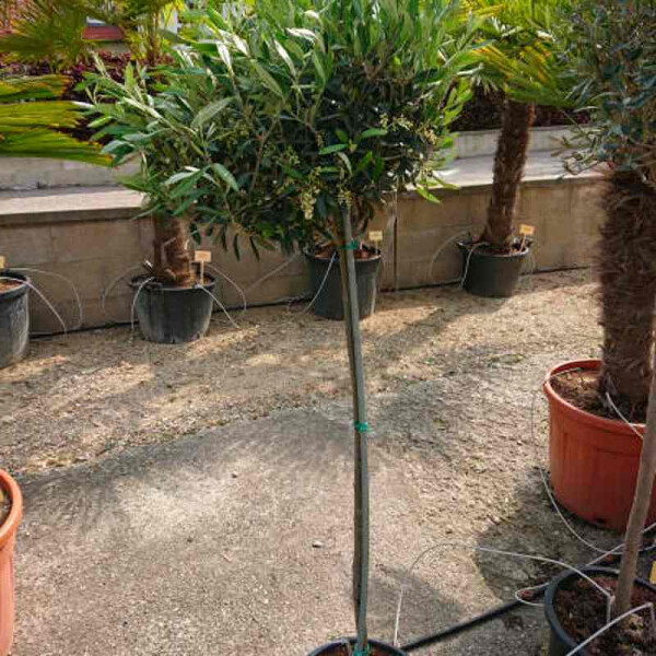 Olea Europaea - Olivenbaum