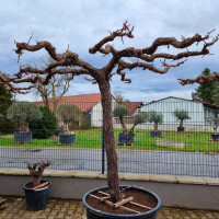 Weinrebe solit&auml;r 220 - 240 cm