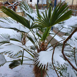 Trachycarpus wagnerianus - Wagner´s Hanfpalme 10 - 20 cm