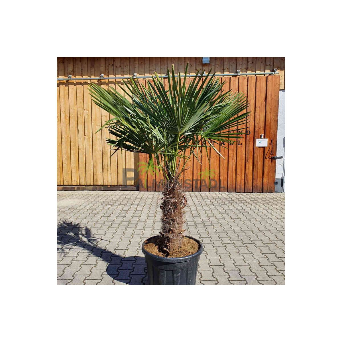 Trachycarpus fortunei - Chinesische Hanfpalme 60 - 70 cm