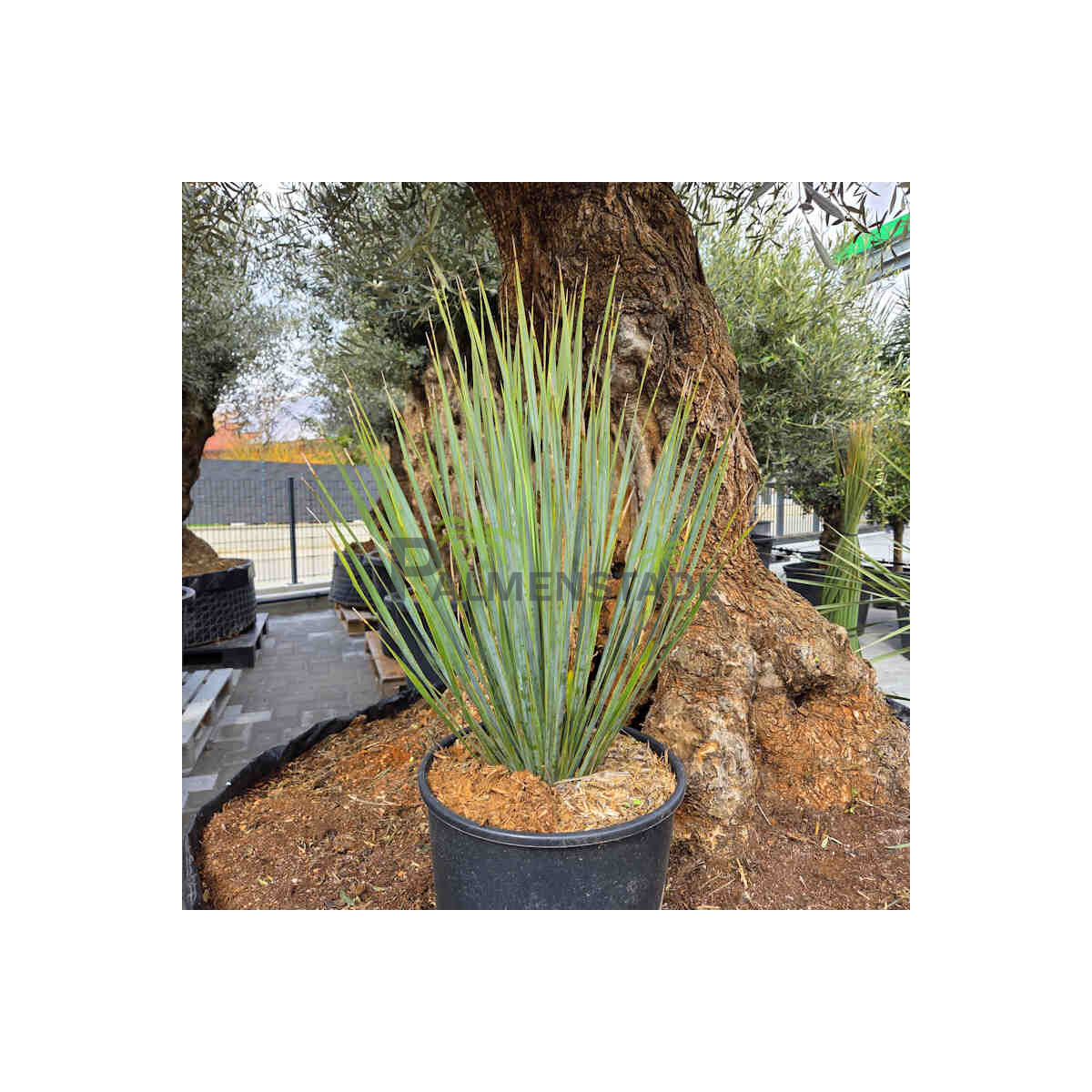 Yucca Rostrata - Blaublättrige Palm box