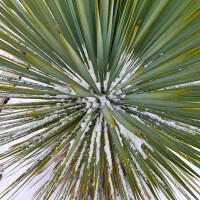Yucca Rostrata - Blaublättrige Palmlilie 0-10 cm