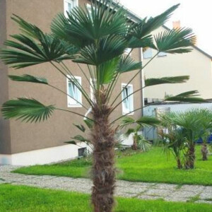 Trachycarpus wagnerianus - Wagner´s Hanfpalme 20 - 30 cm