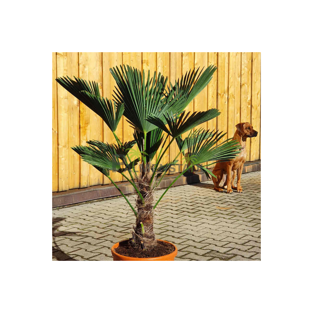 Trachycarpus wagnerianus - Wagner´ box