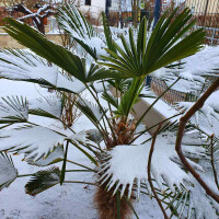 Wagners Hanfpalme 30-40 cm Stamm