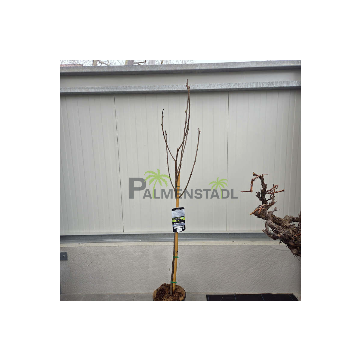 Ficus Carica - Feigenbaum - brown Turkey box