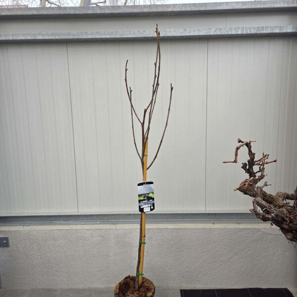 Ficus Carica - Feigenbaum - brown Turkey 10l.