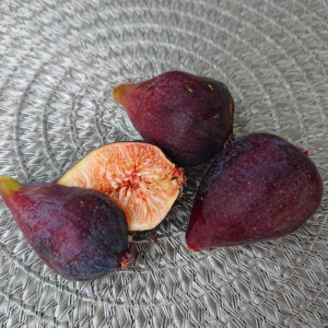 Ficus Carica - Feigenbaum - brown Turkey 10l.