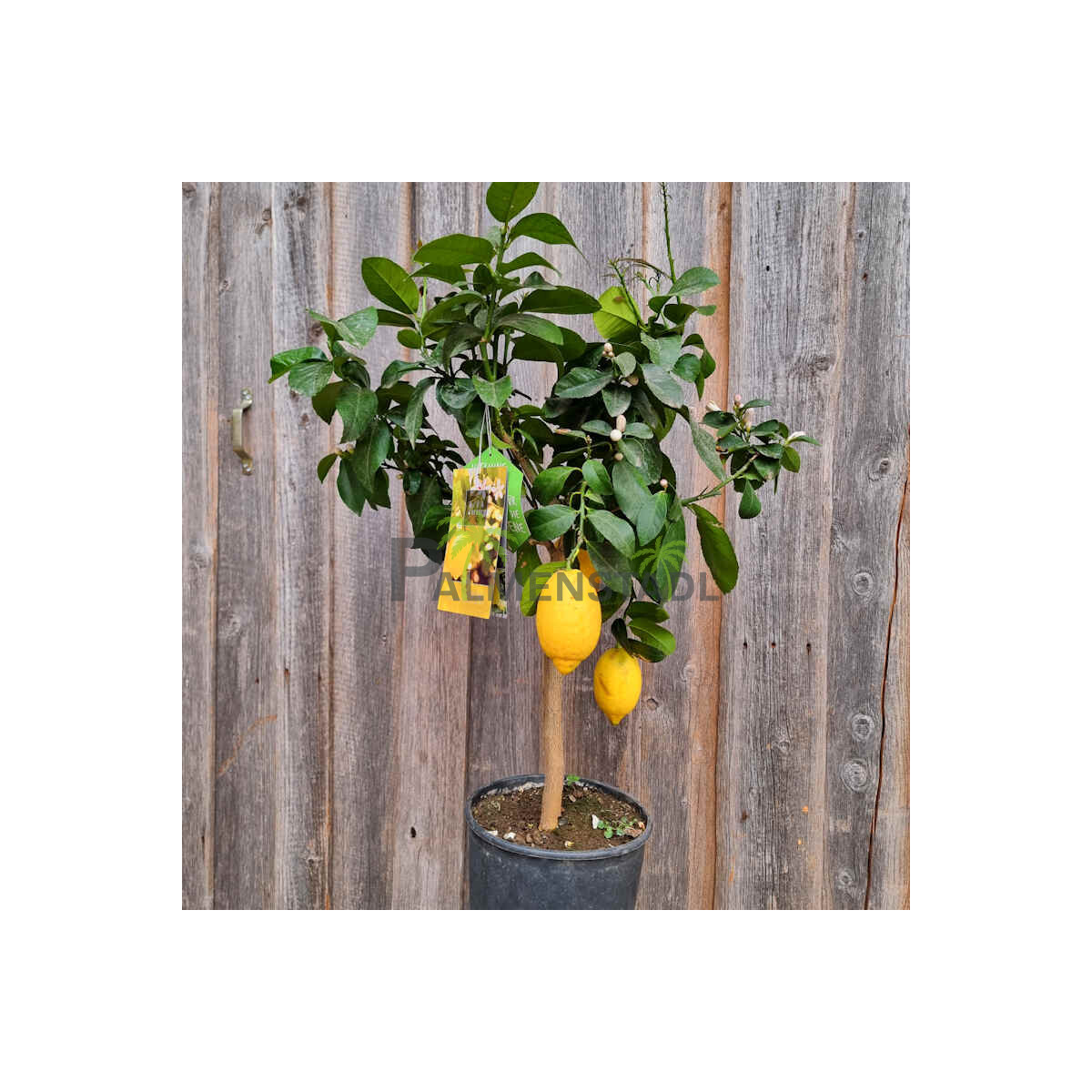 Citrus limon - Zitrone 60-80 cm