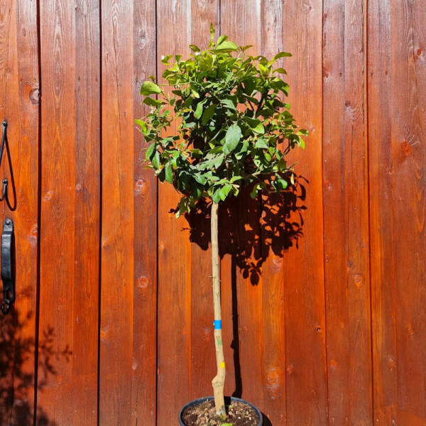 Citrus limon - Zitrone 120-140 cm