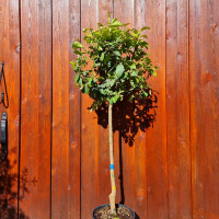 Citrus limon - Zitrone 120-140 cm