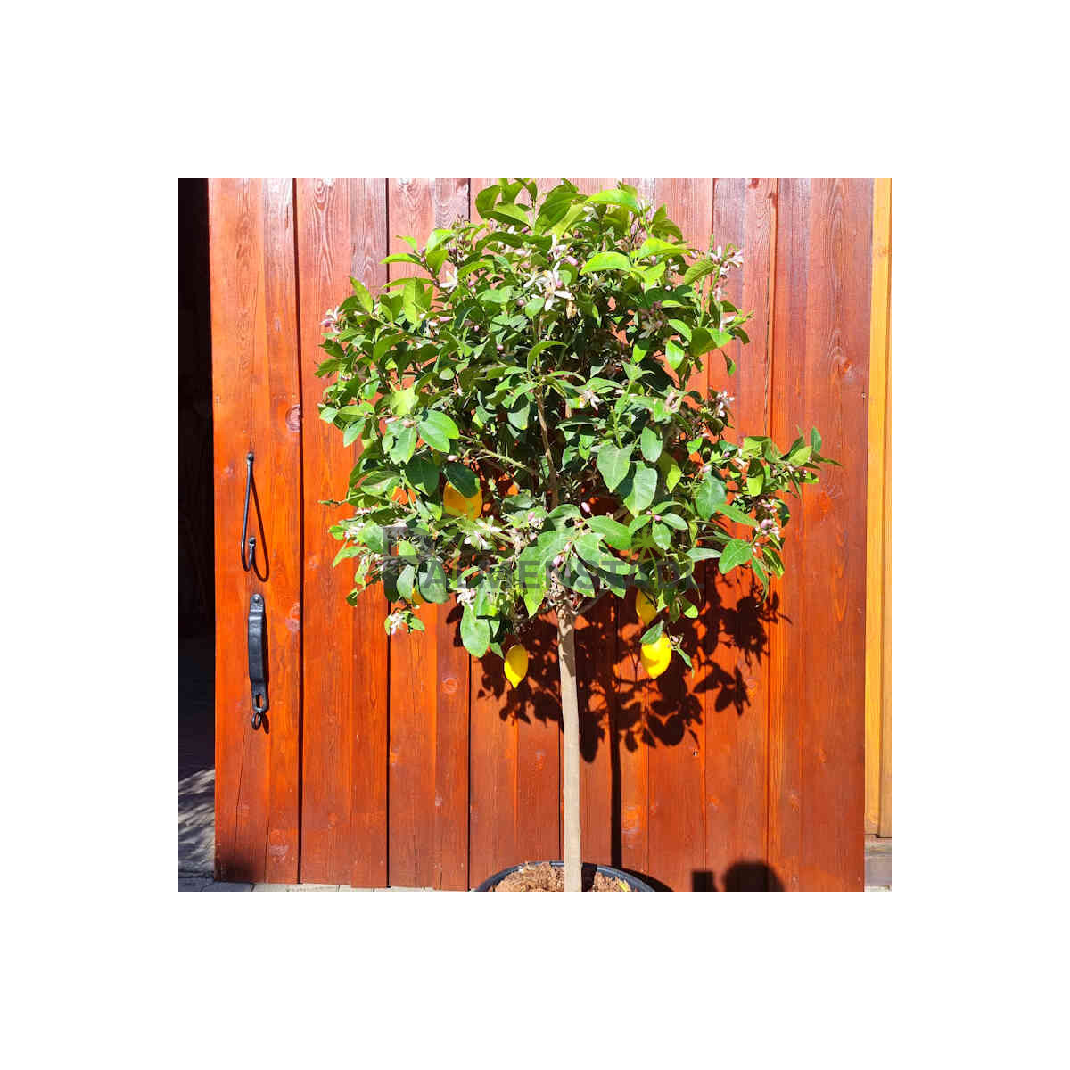 Citrus limon - Zitrone 140-160 cm