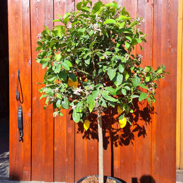 Citrus limon - Zitrone 140-160 cm