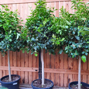 Citrus limon - Zitrone 140-160 cm