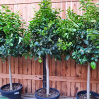 Citrus limon - Zitrone 140-160 cm