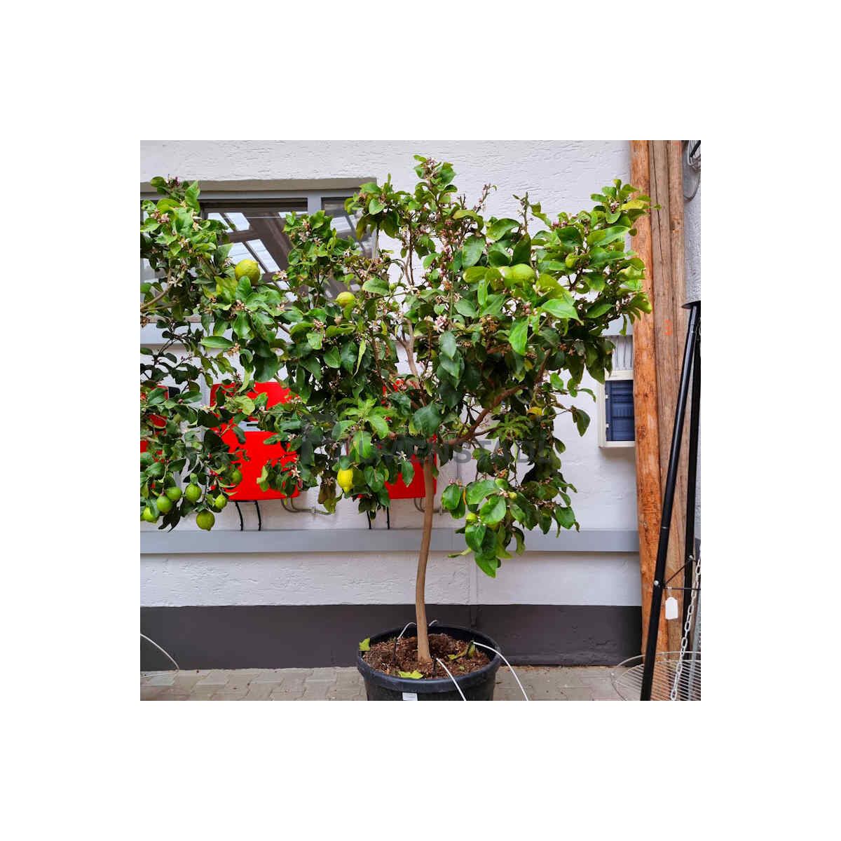 Citrus limon - Zitrone 160-180 cm