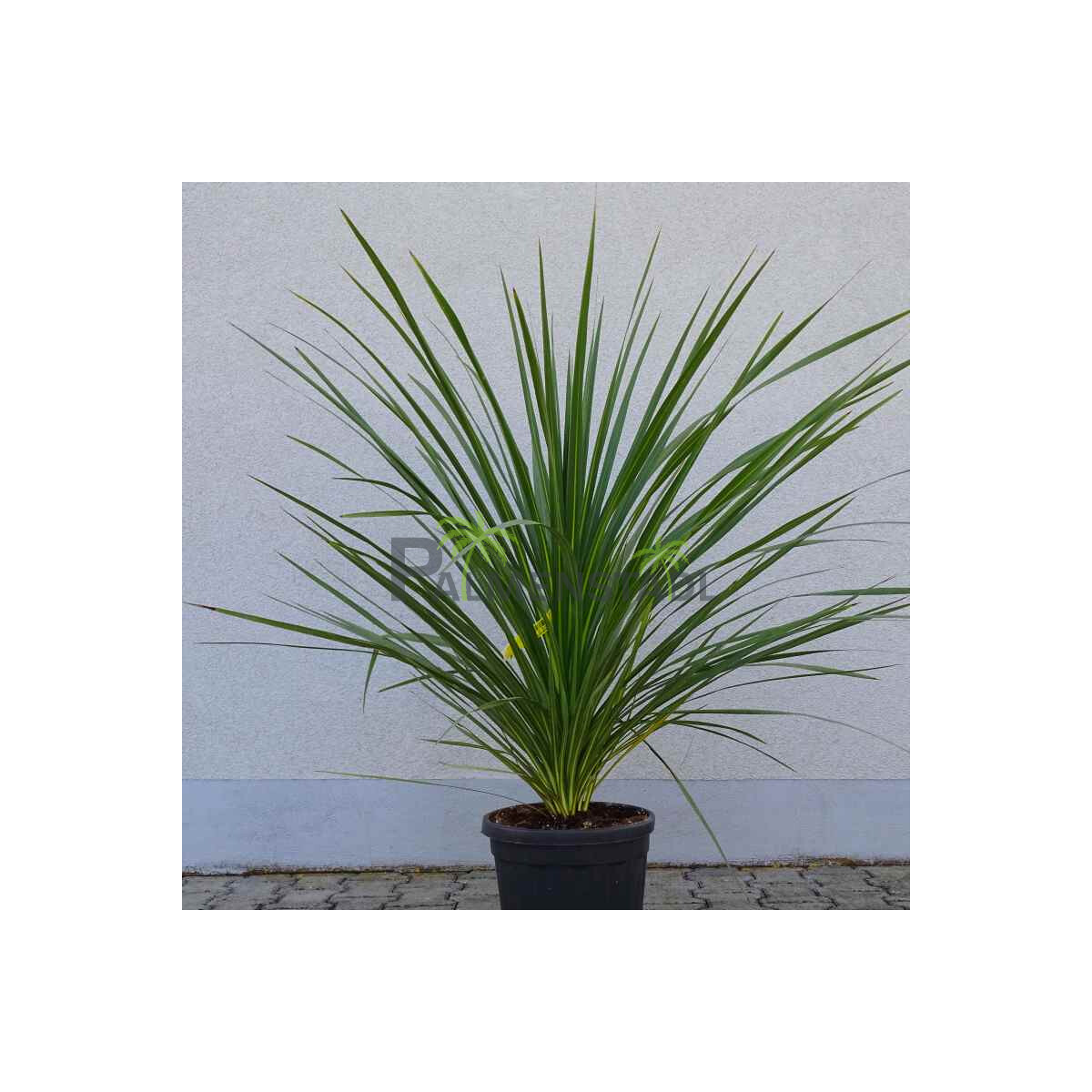 Cordyline australis - Kohlbaum 100-120 c box
